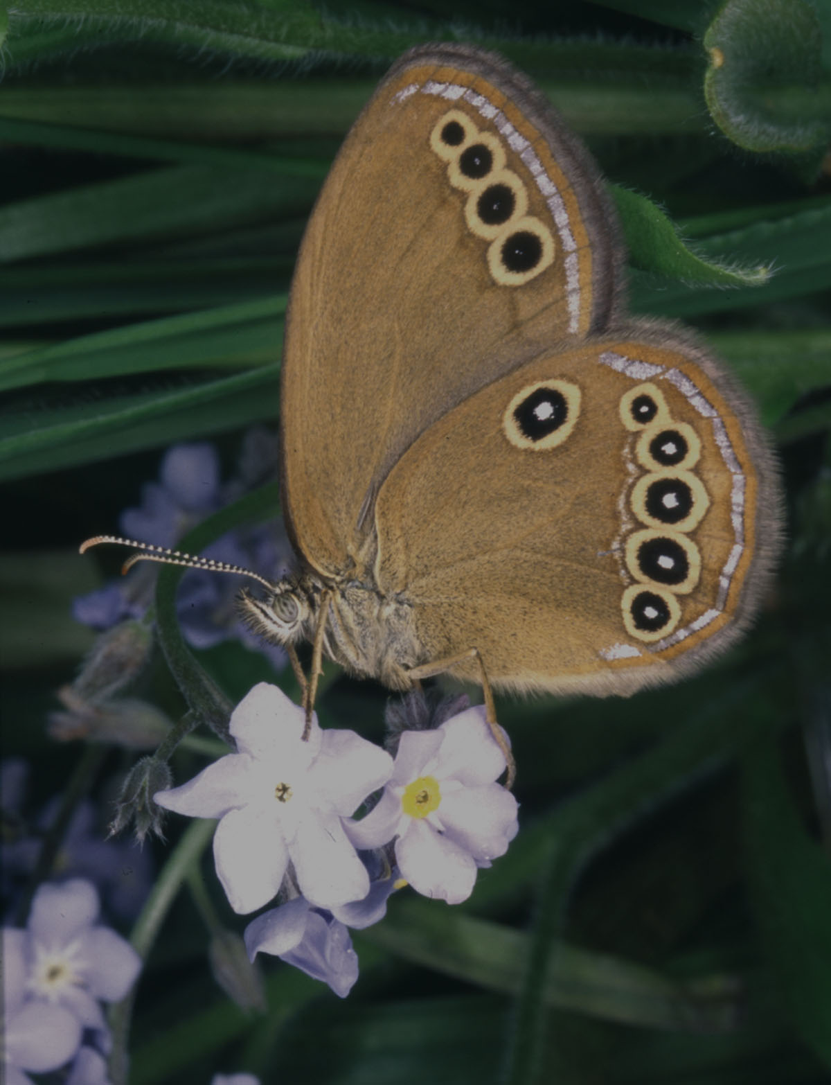 Coenonympha oedippus - Lepidottero presente nell'area delle risorgive friulanetutelato dalla normativa europea